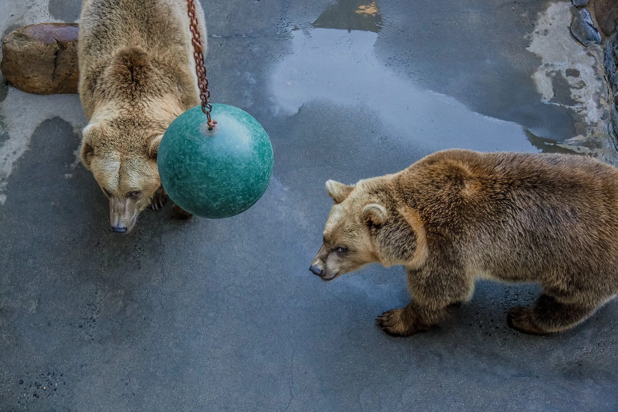 Bears