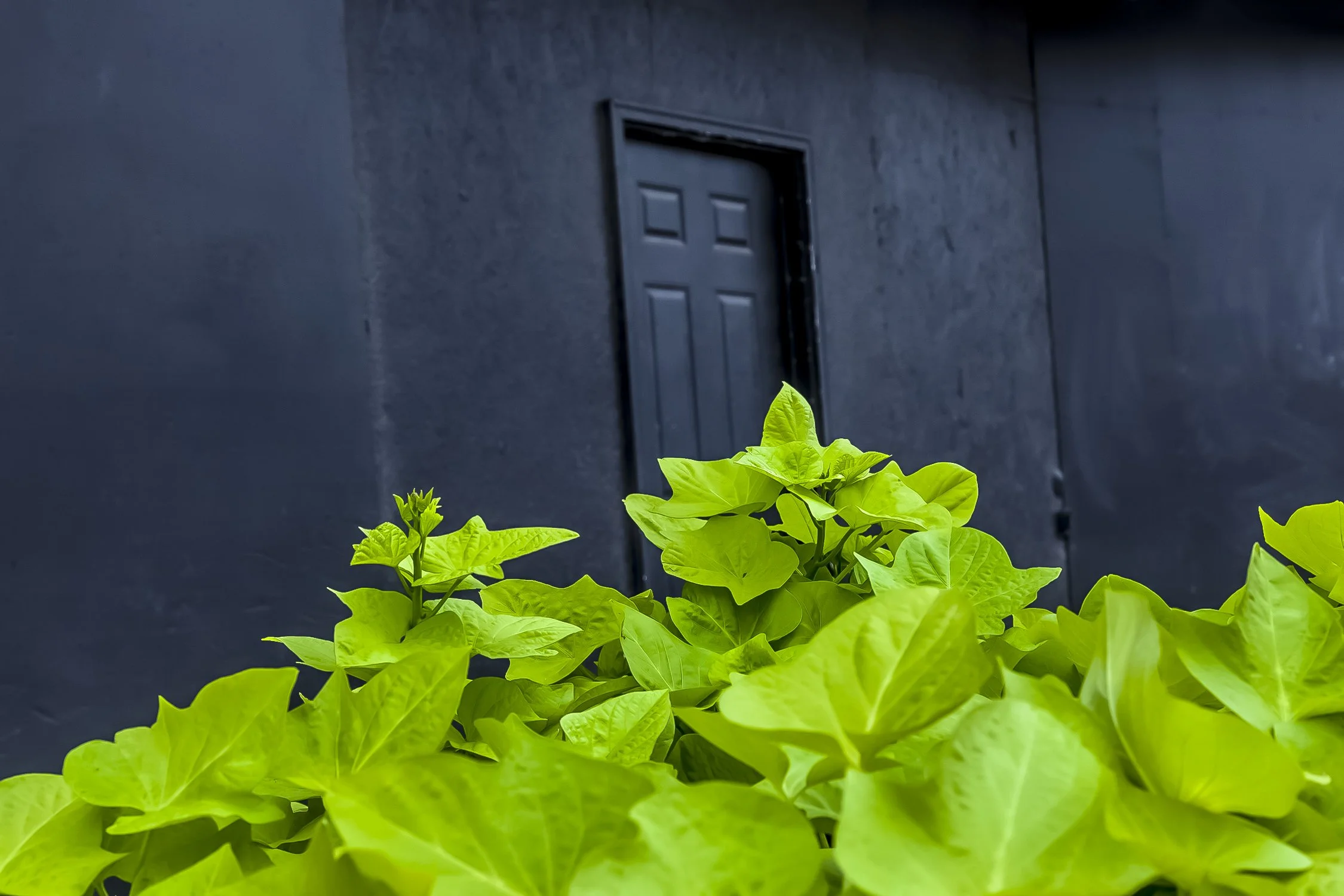 Black Door