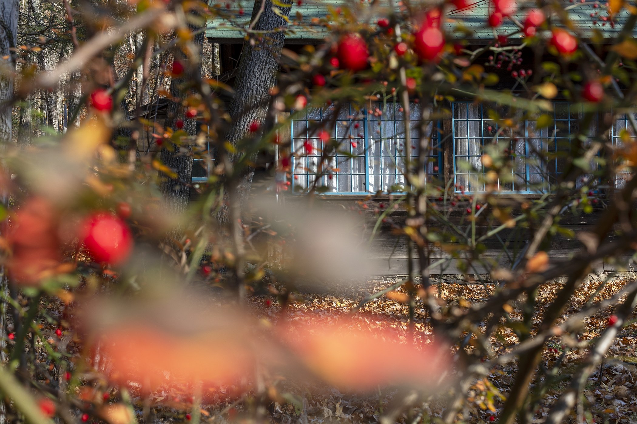 Autumn Berries