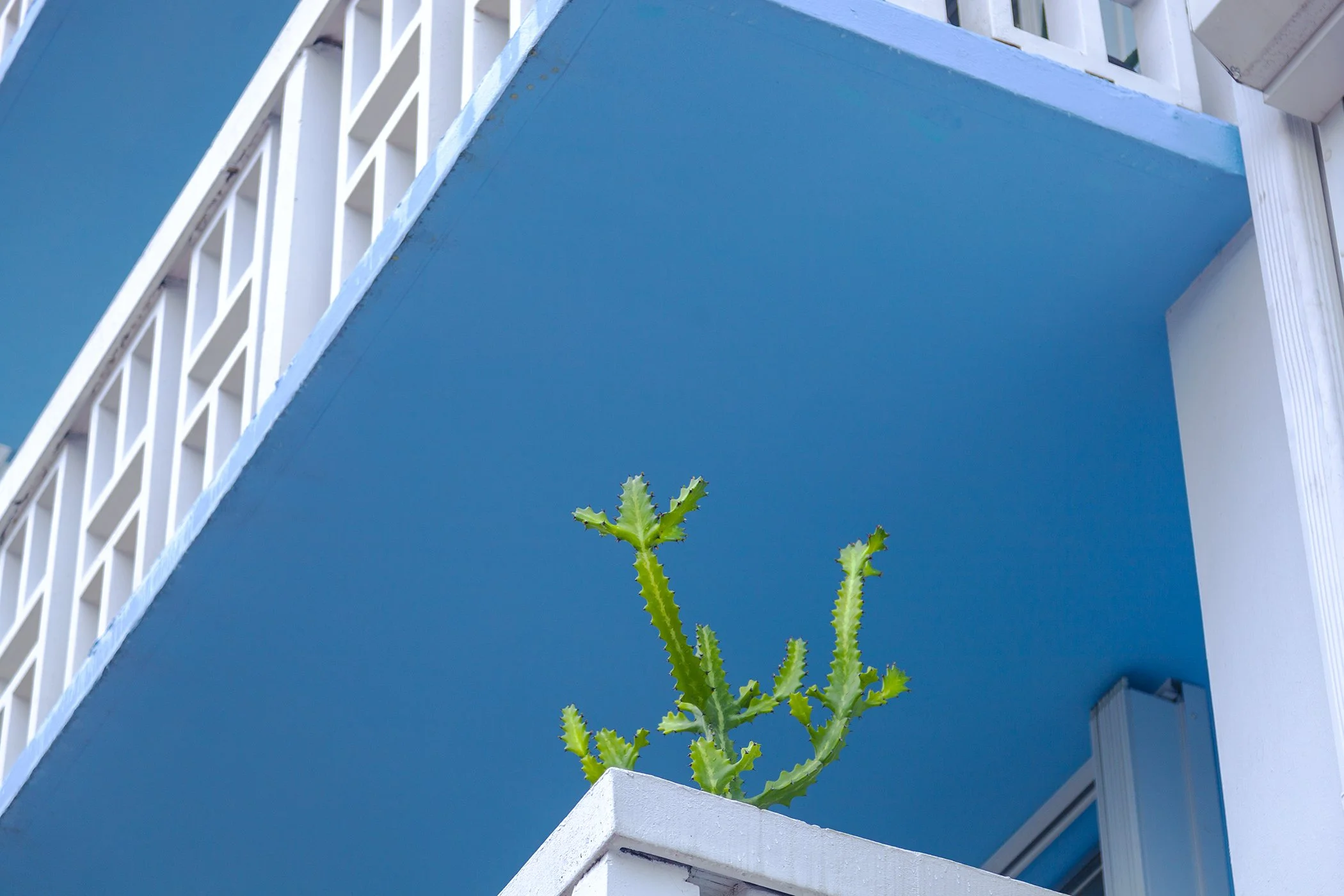 Cactus