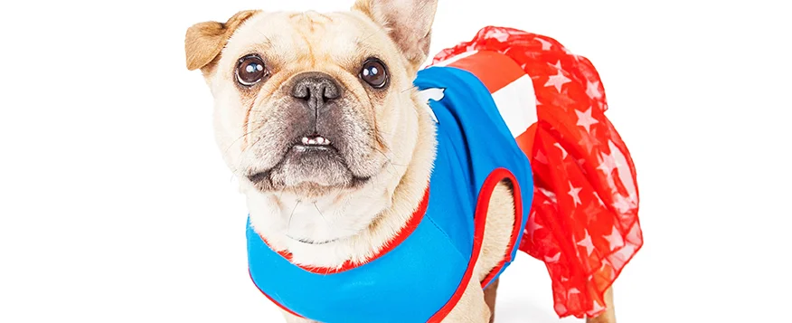 dog_04_banner.jpg