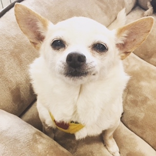 Nacho.jpeg