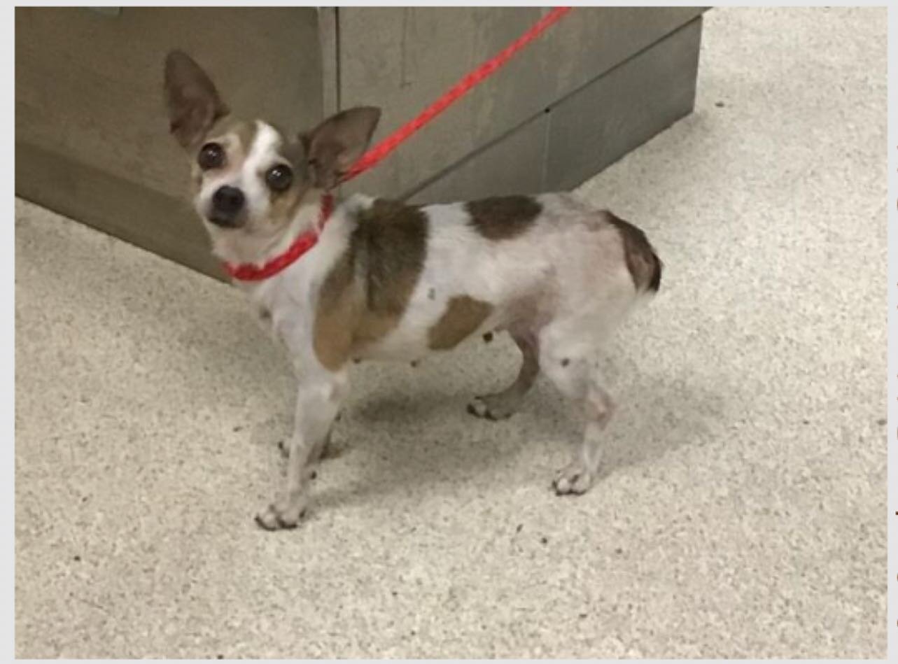 Foster needed asap. Can anyone foster this senior pup. Foster needs to be in west LA. She was dumped by her family at Riverside shelter for her age 😞💔 10 years old female chihuahua under 6 lbs at Riverside shelter. please fill out an application on