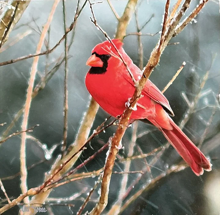 art stokes cardinal_loRes.jpg