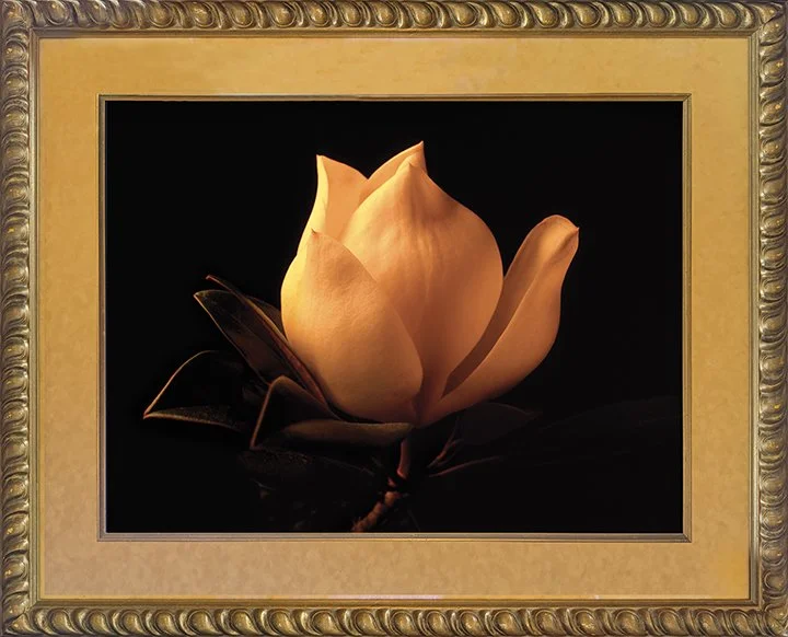jerry herring_lmagnolia bulb_photoprint__loRes.jpg