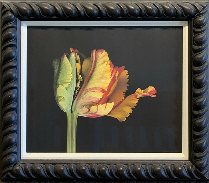 red green tulip.jpg