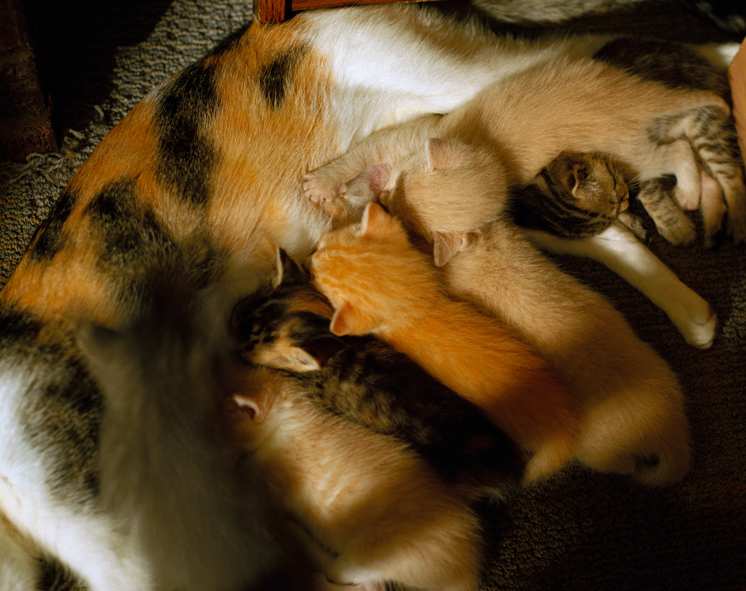 Nursing Kittens