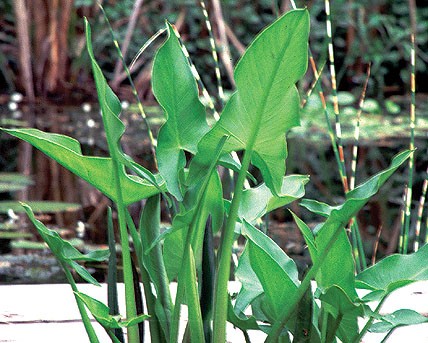 Arrow arum