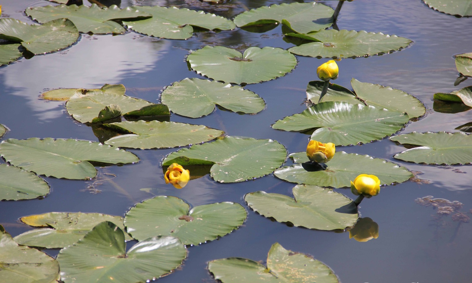 Spadderdock/"Cow" Lily