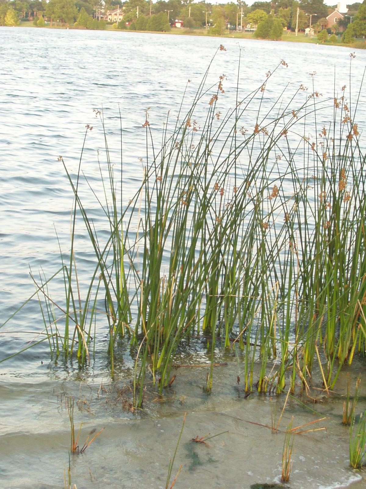 Giant Bullrush