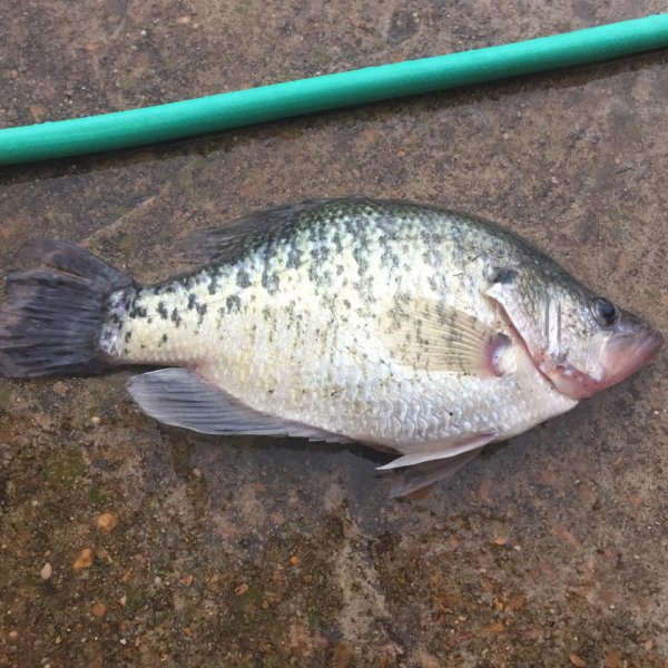 Speckled Perch
