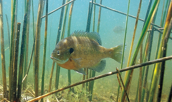 Blue Gill