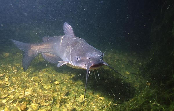 Channel Catfish