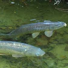 Grass Carp