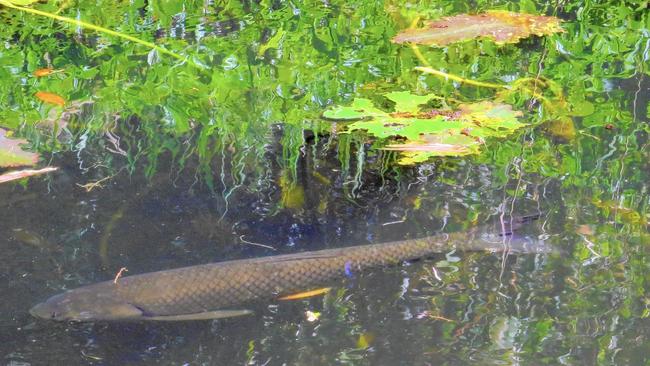 Grass Carp