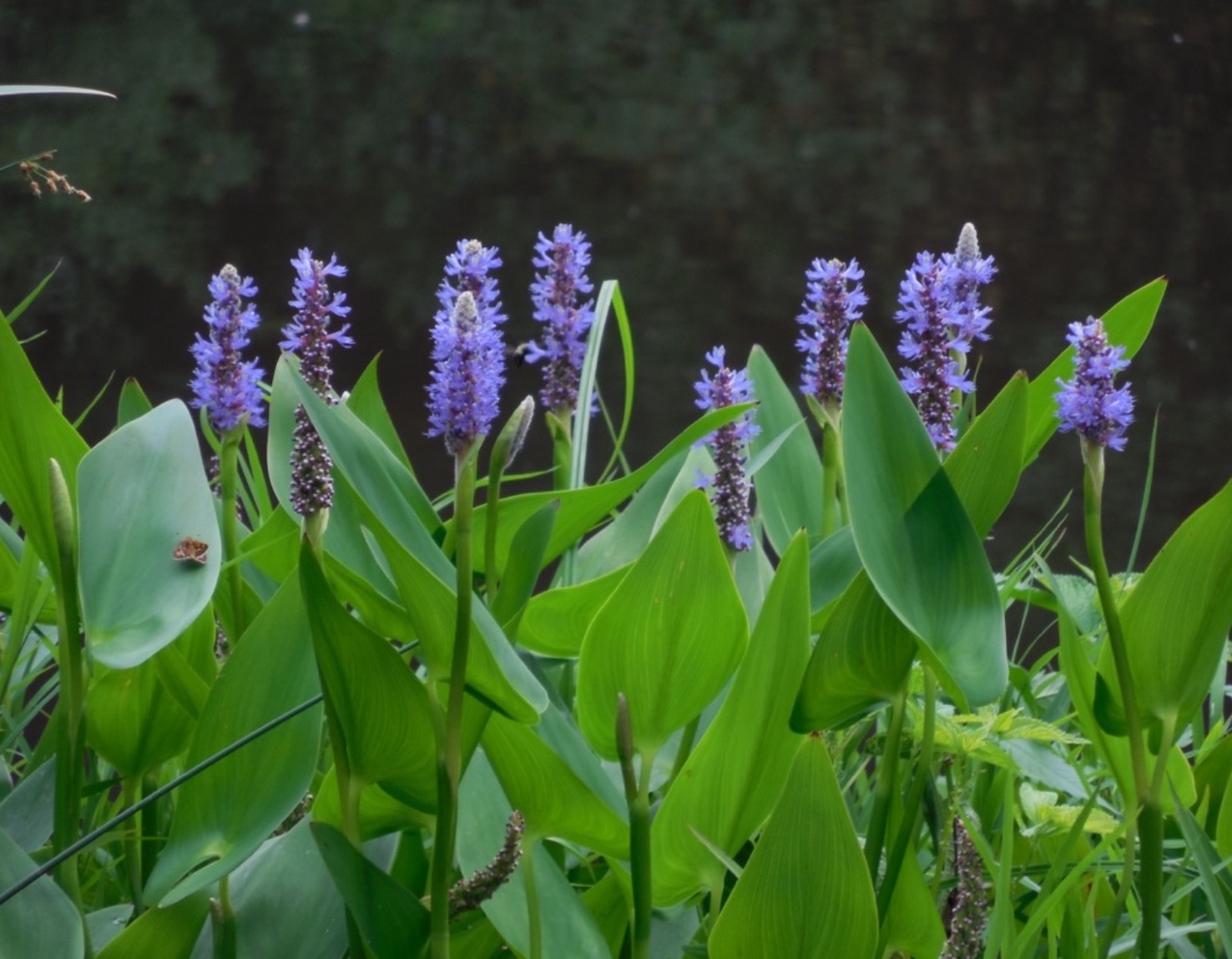 Pickerelweed