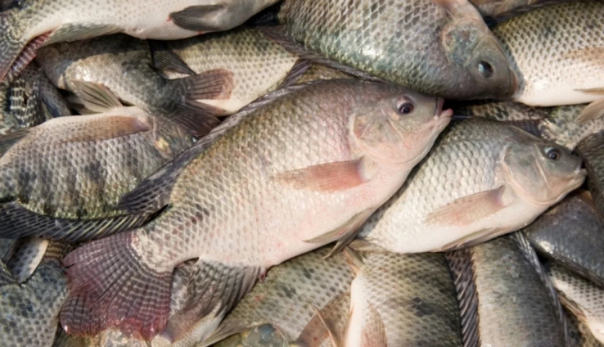 Netted Tilapia
