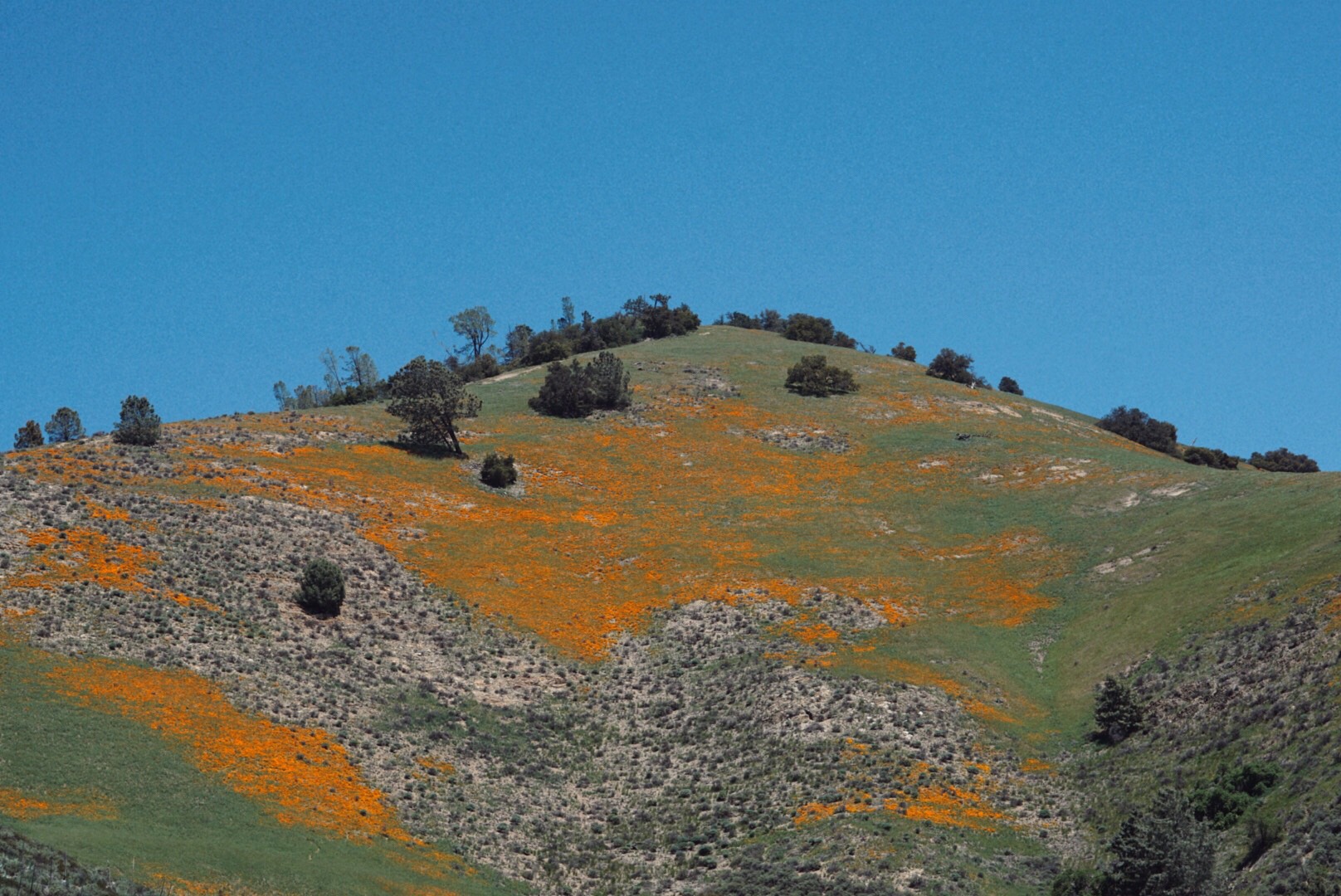 GrassMountain-1.jpeg