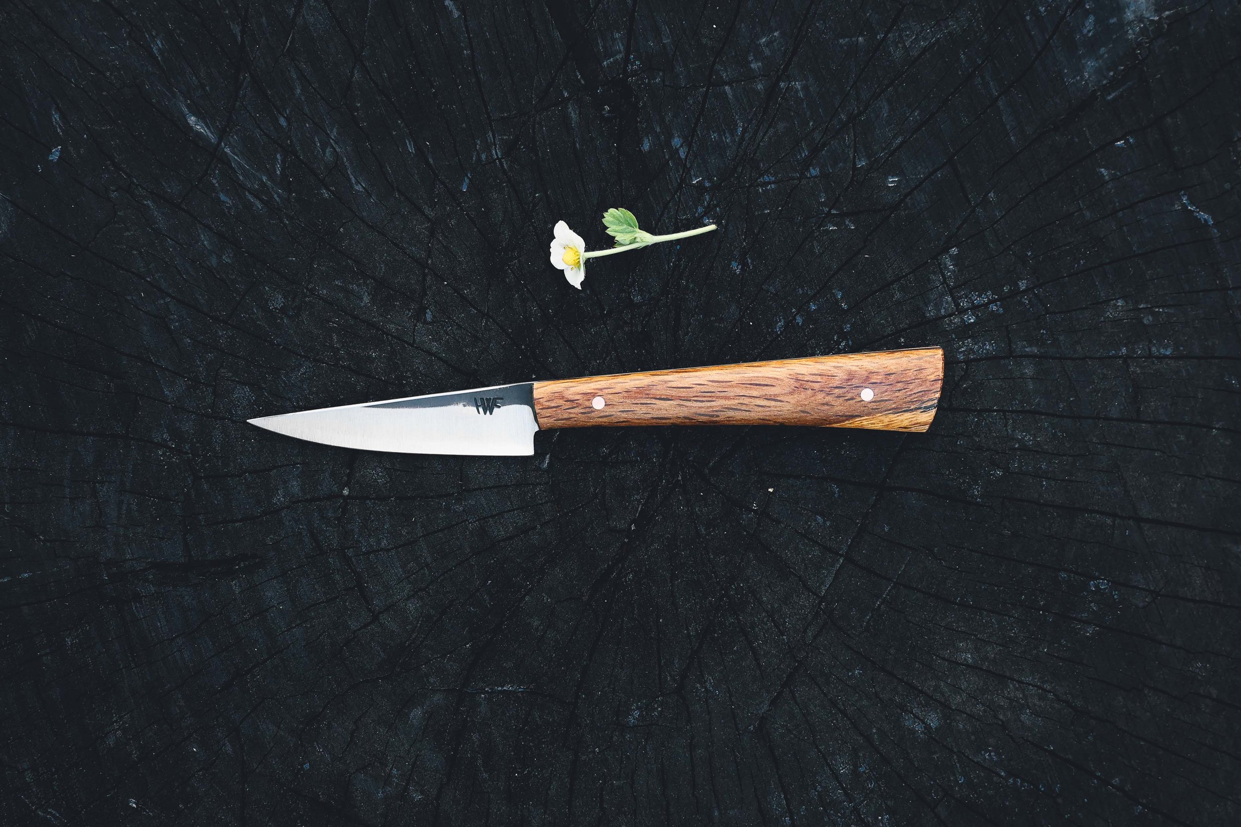 small shanks oak.jpg