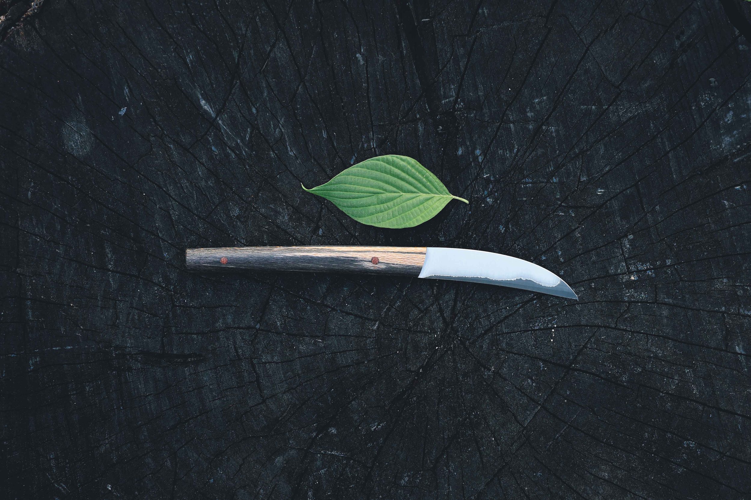 sycamore birdsbeak-2.jpg