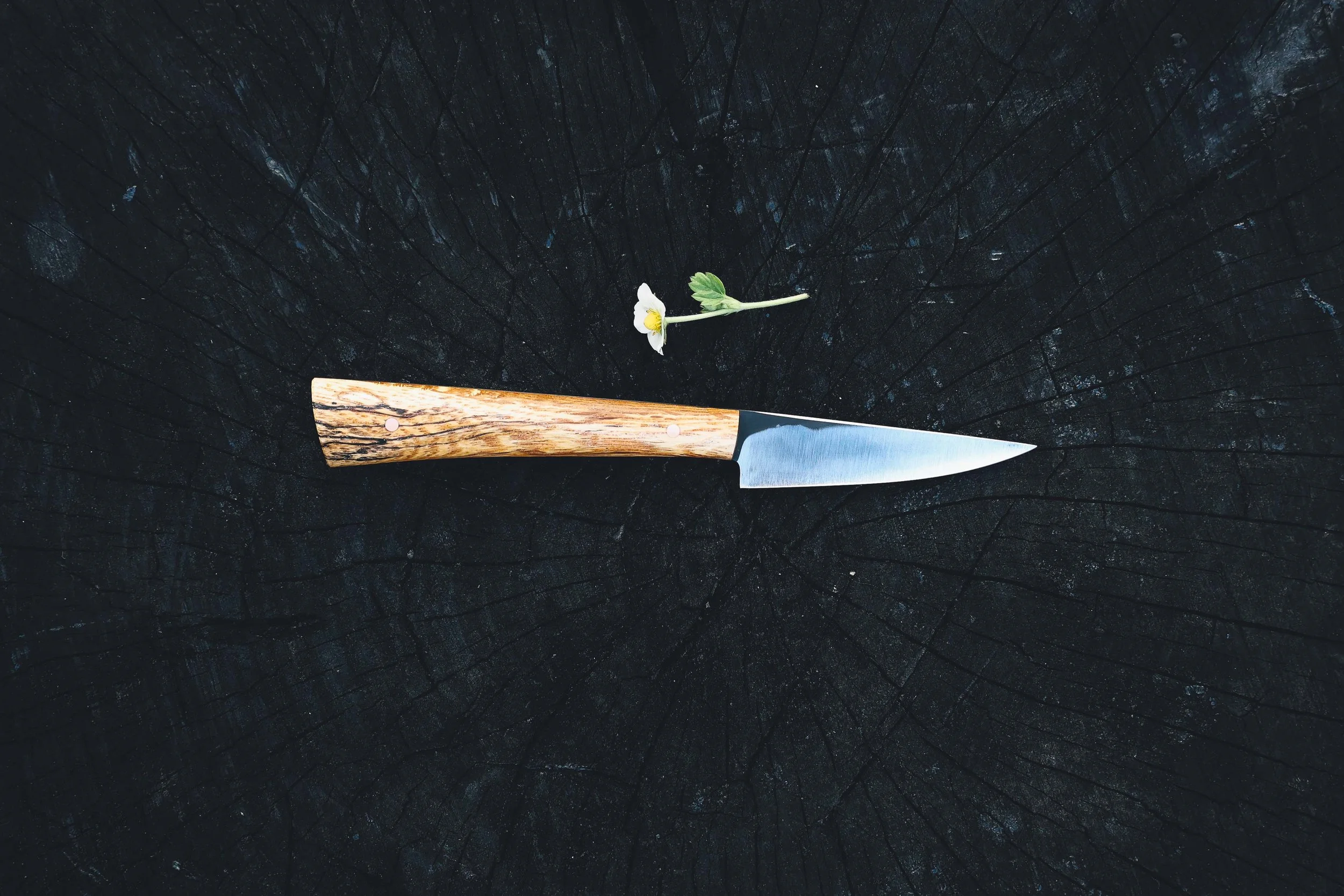 small shanks oak-2.jpg