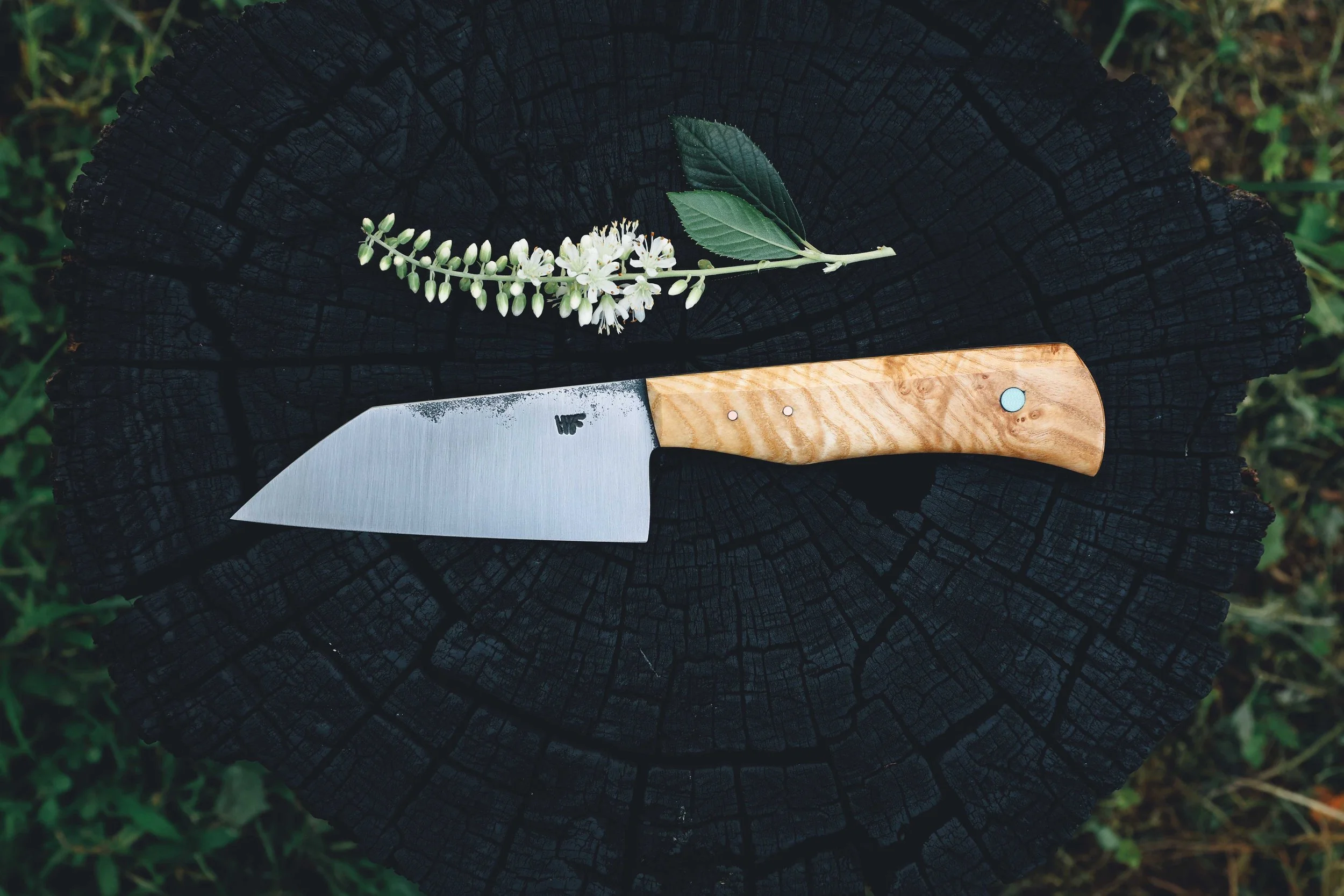 ktip ash burl.jpg