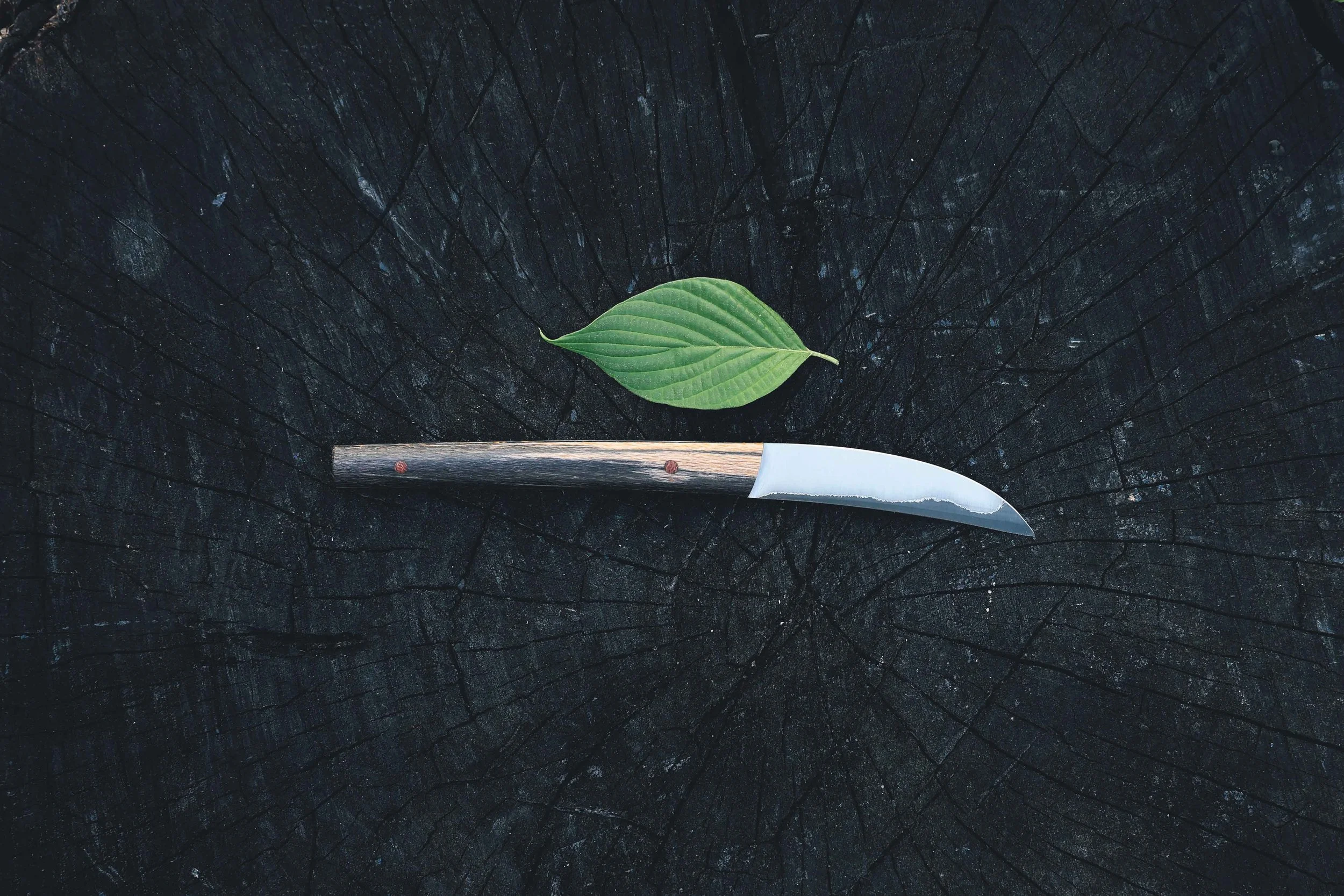 sycamore birdsbeak-2.jpg