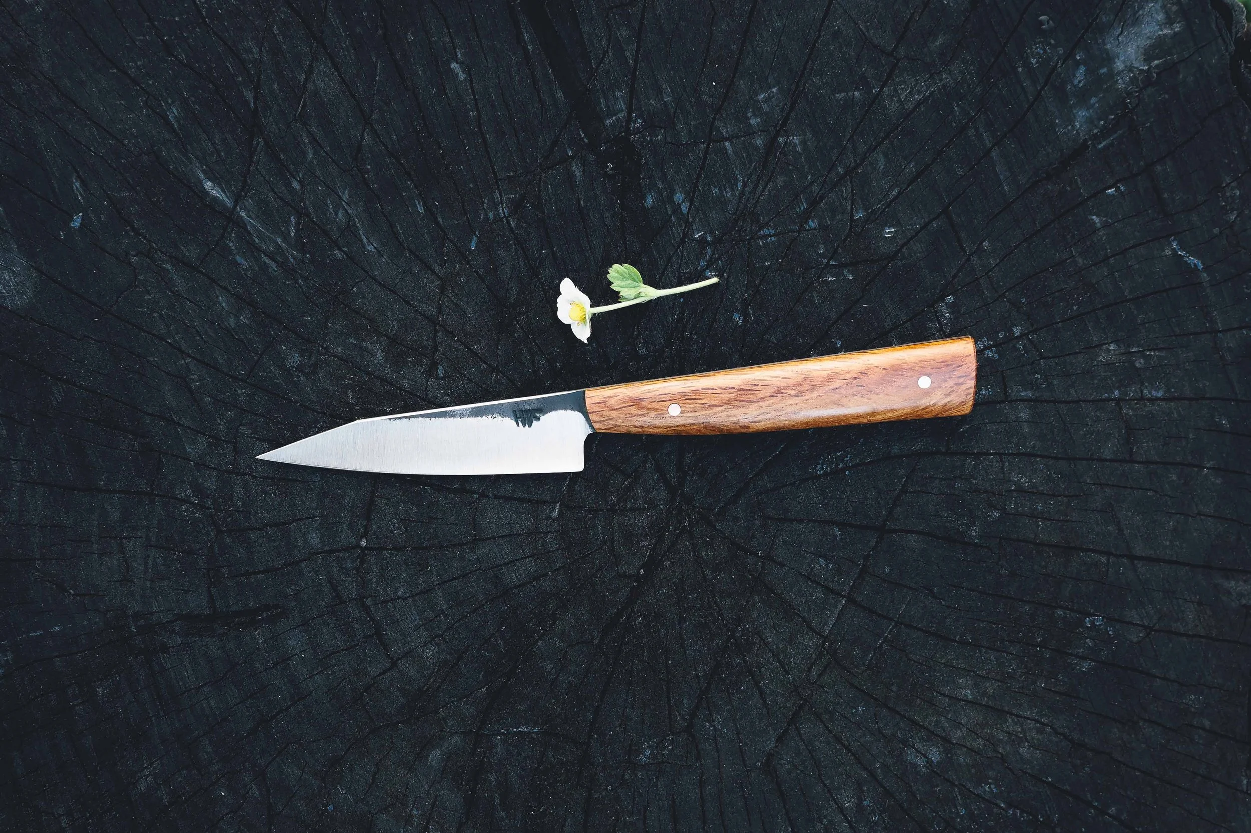 k-tip shanks oak.jpg