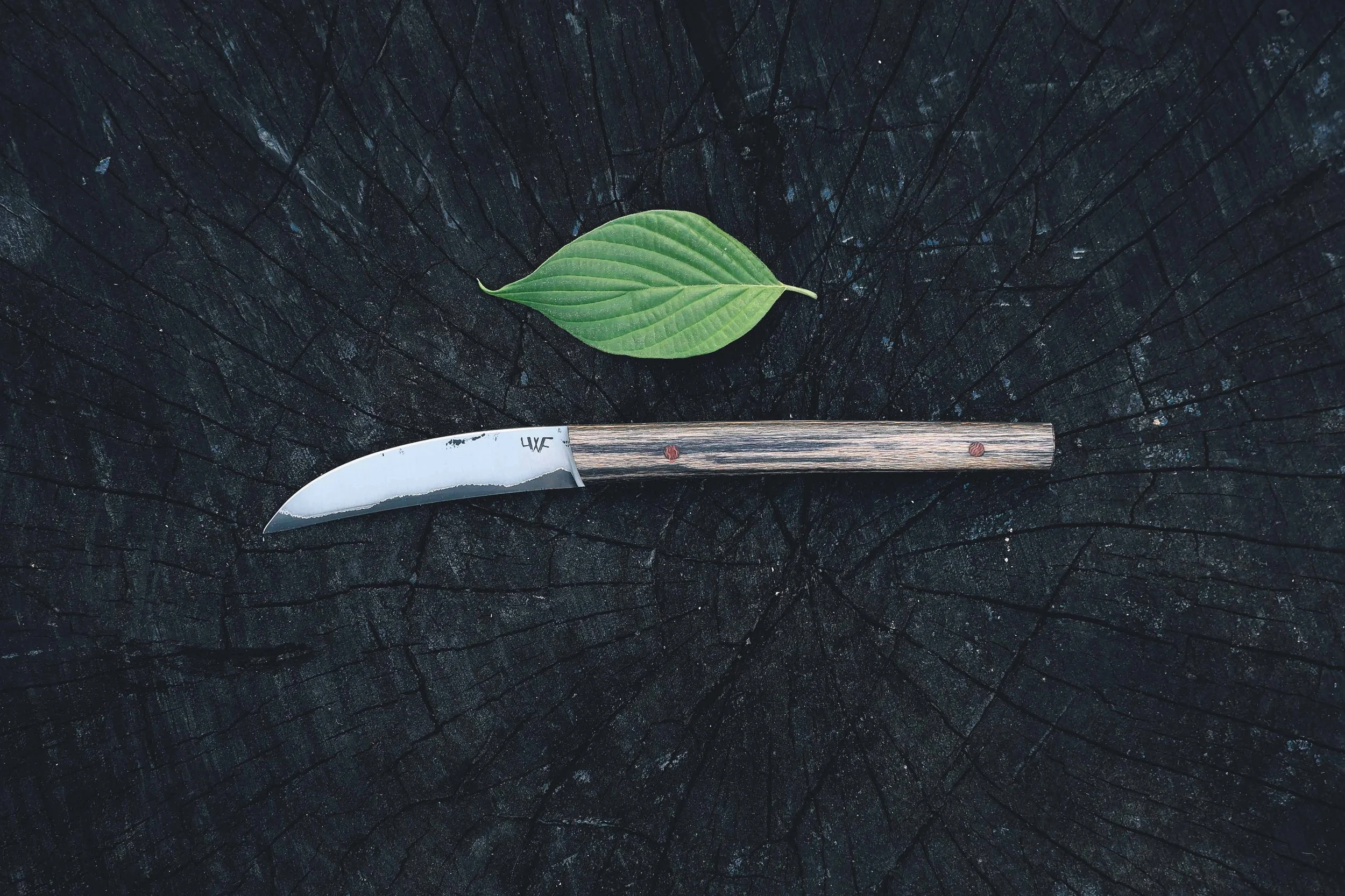 sycamore birdsbeak.jpg