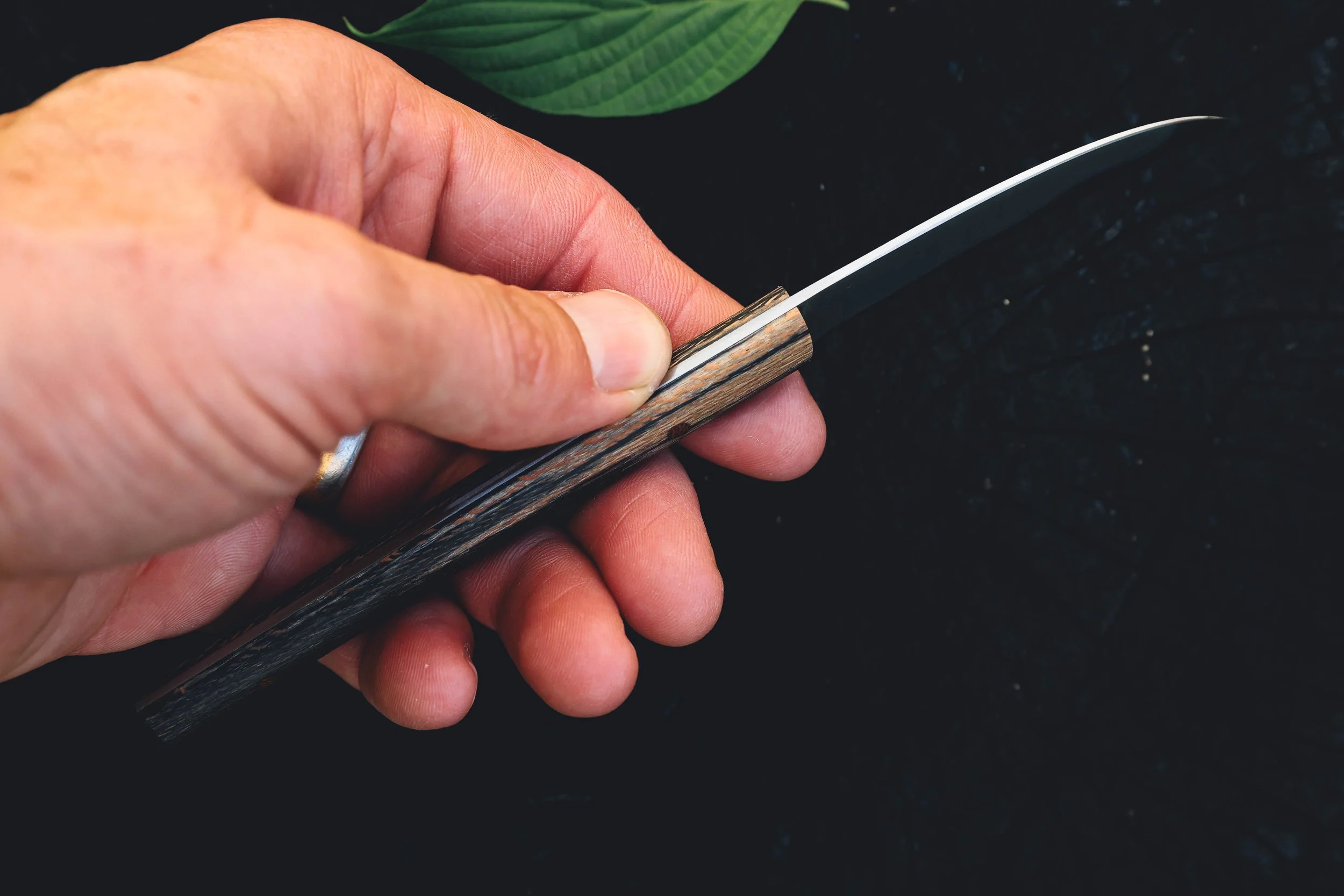 sycamore birdsbeak-3.jpg
