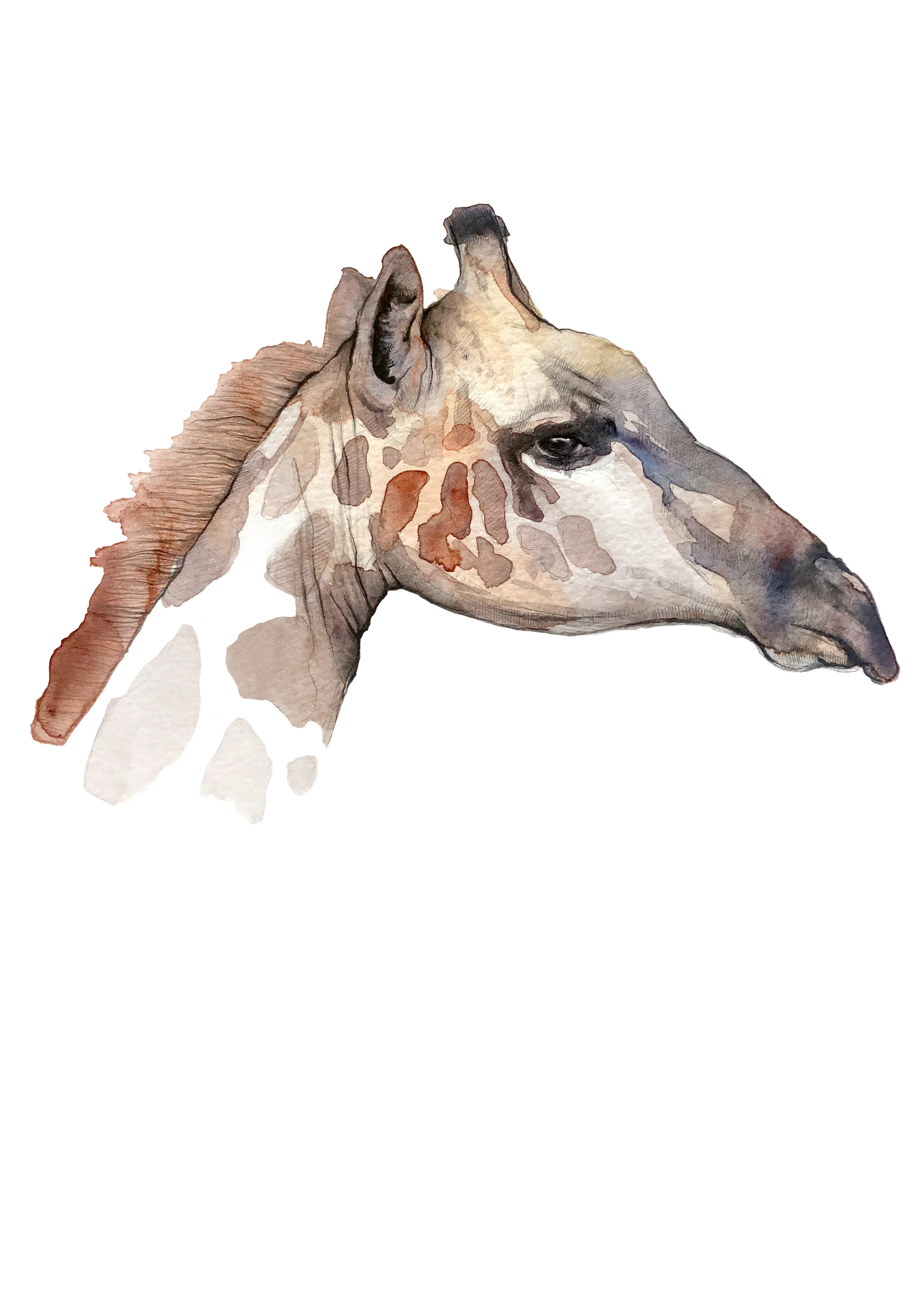 giraffe A3 closeup.jpg