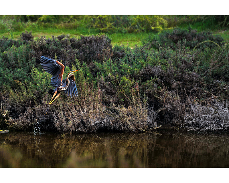  Purple Heron,&nbsp;Zakaki-Marsh,&nbsp;Limassol - photo by Silvio Rusmigo 
