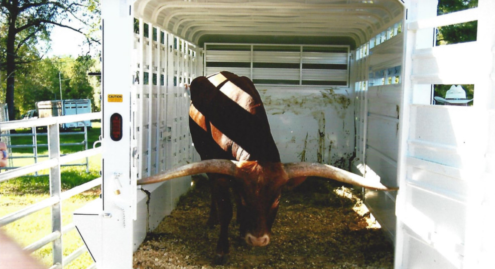   Meet Kickstart    "He enjoys being transported in the extra wide Donahue Trailer. He has 75 ¼” horns. His owners love the trailer and so does everyone that sees it.”   Danny Guffey, Easy G Registered Longhorns 