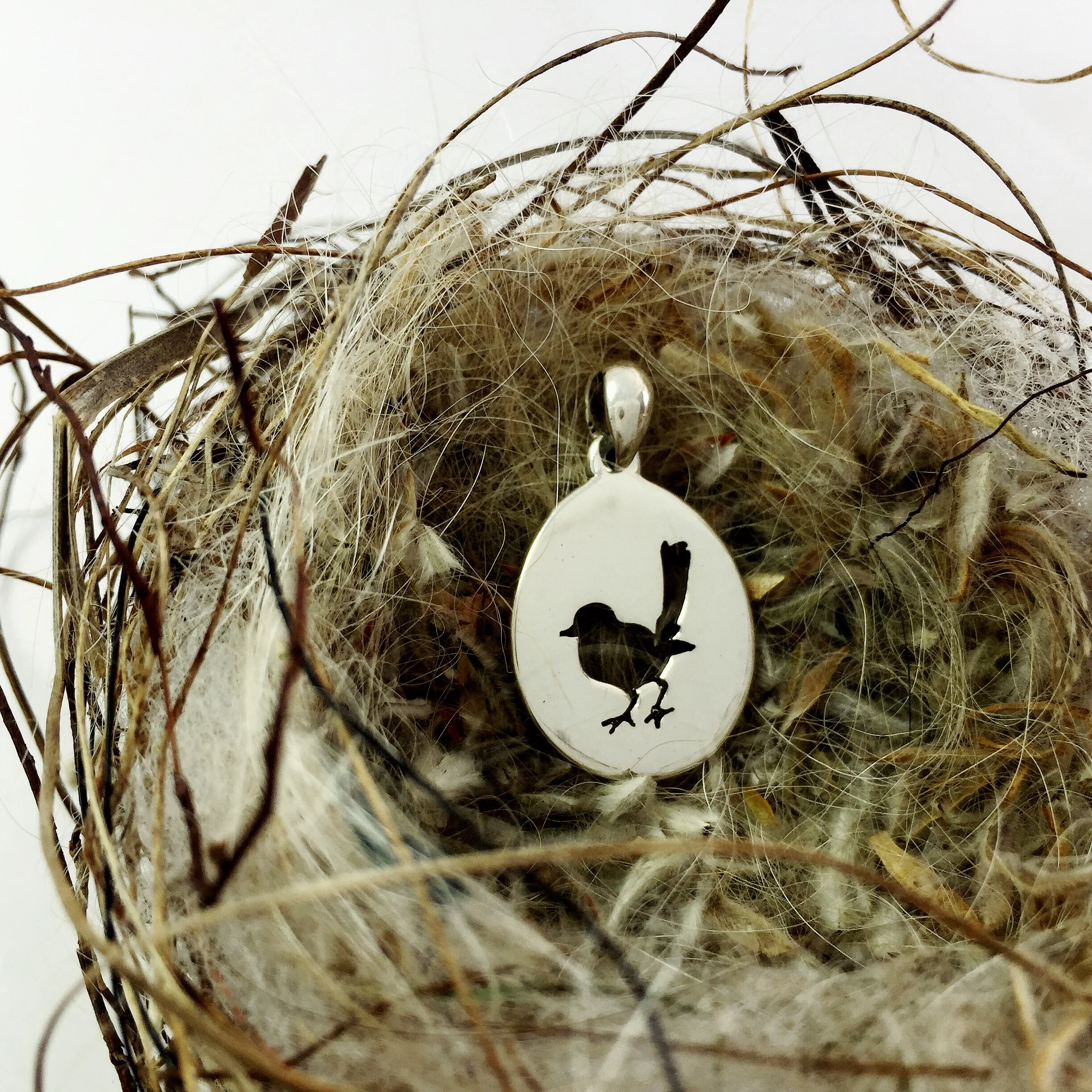 Wren in Nest.JPG