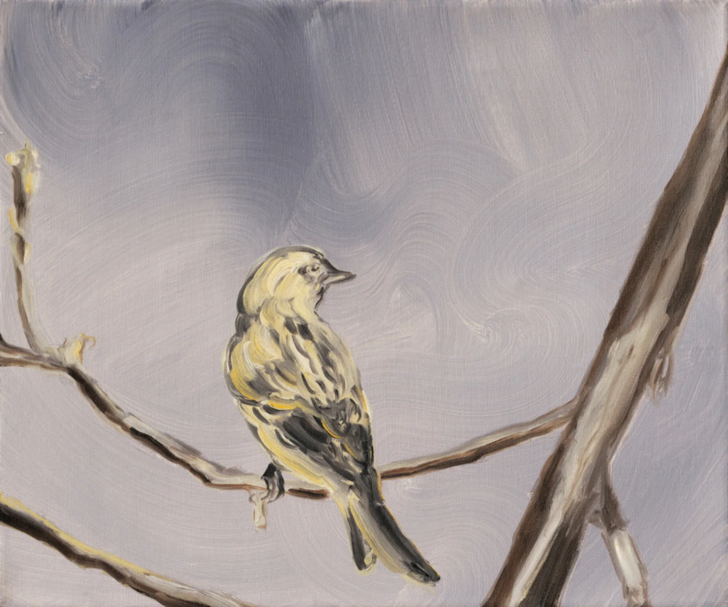 Greenfinch