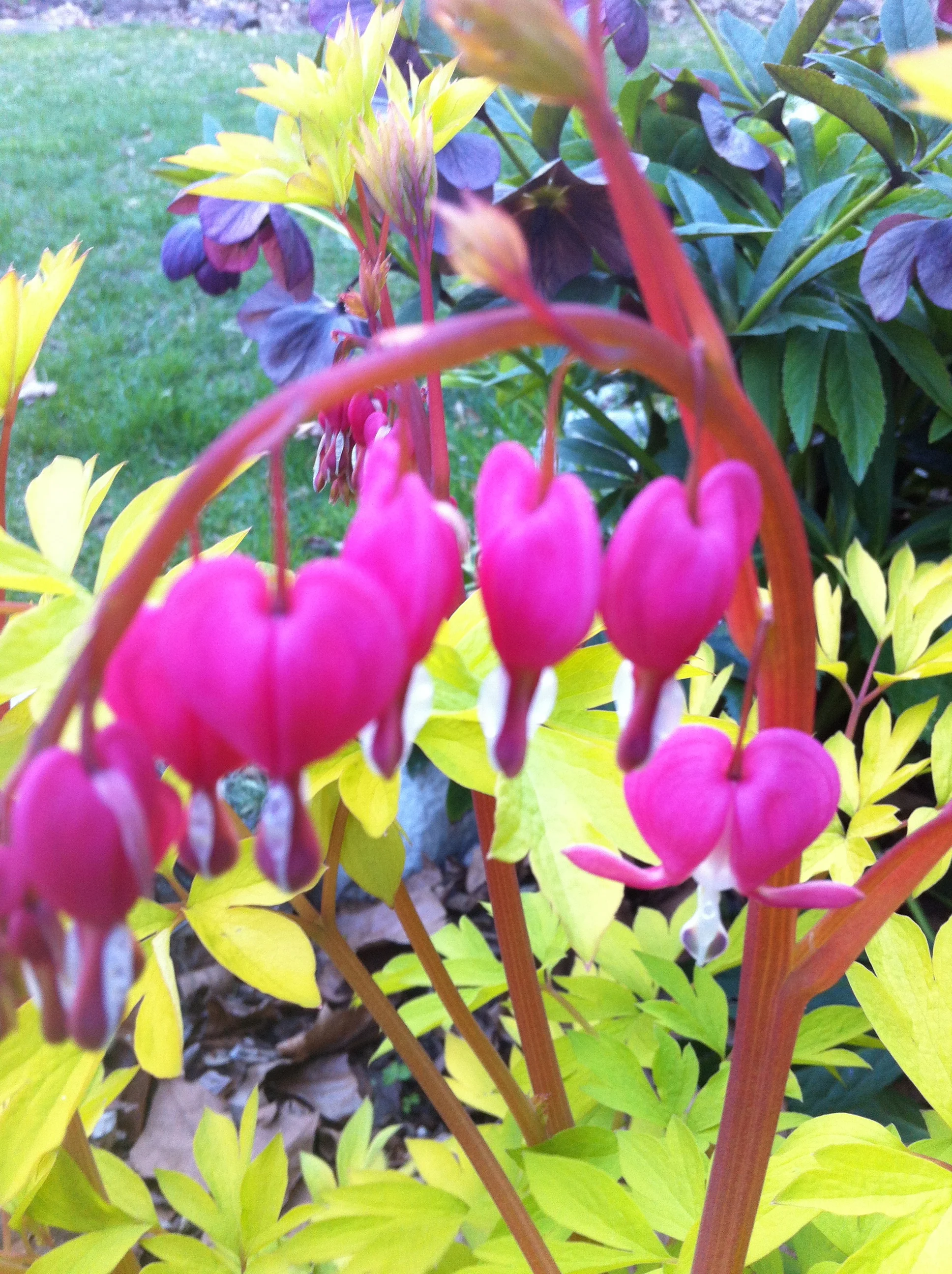 Spring Flings