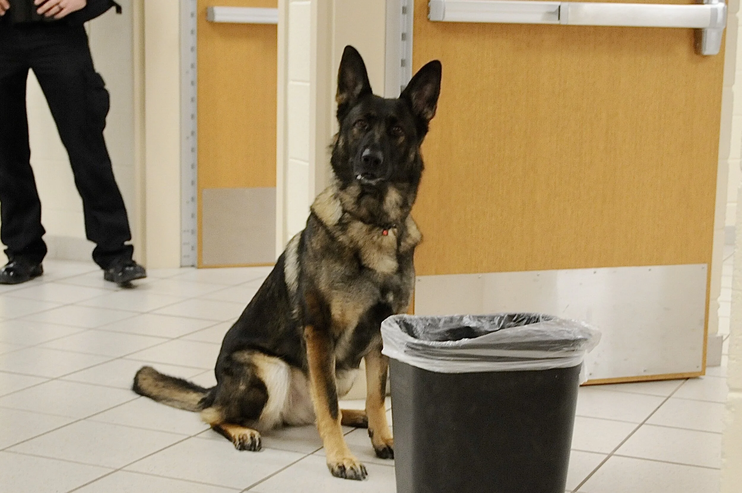 K9 team look for challenges to prepare dogs for all scenarios 