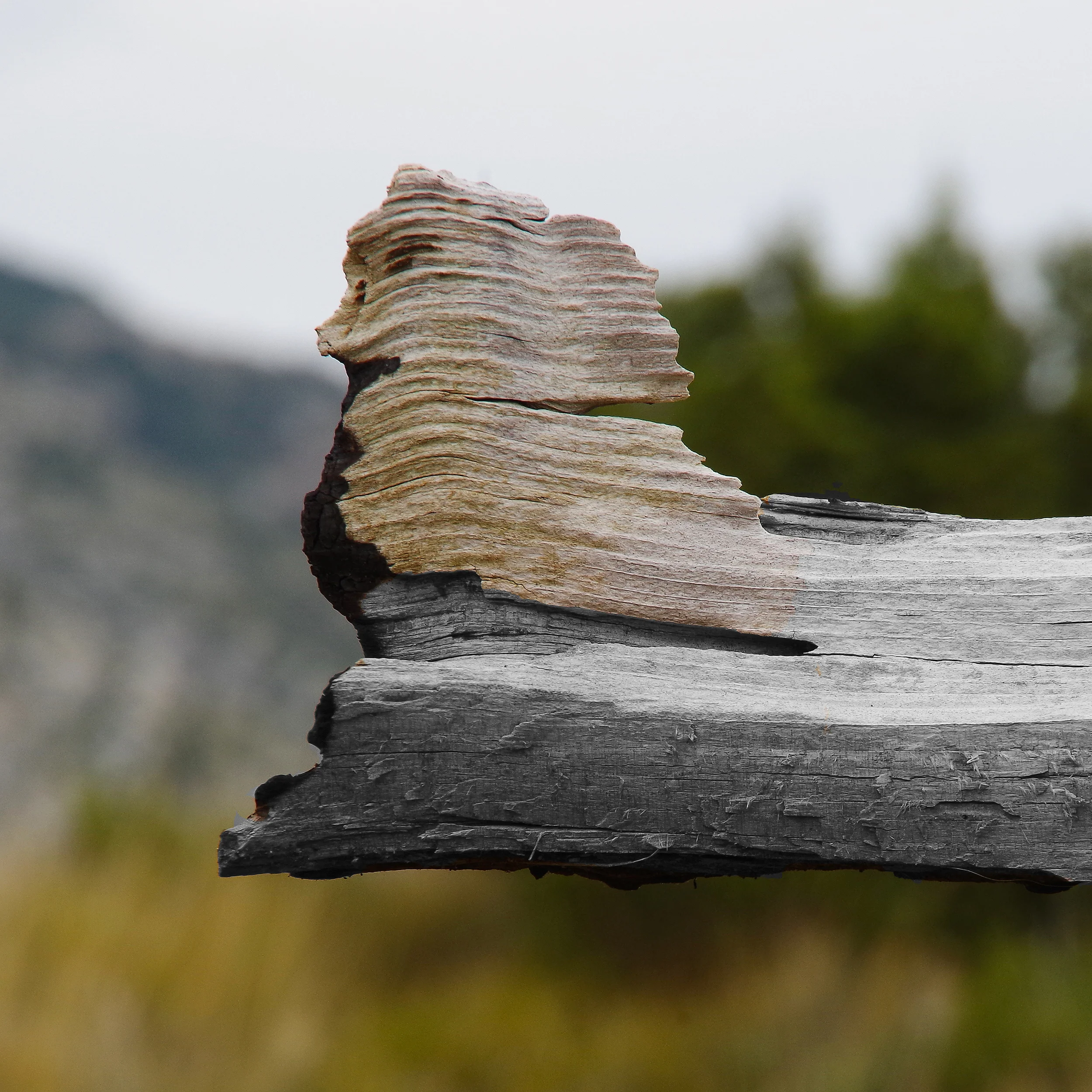 Petit Sphinx des Bois