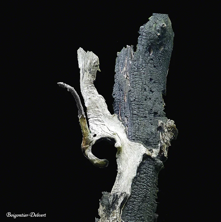 Perroquet à Corne (70x70), Var 2015