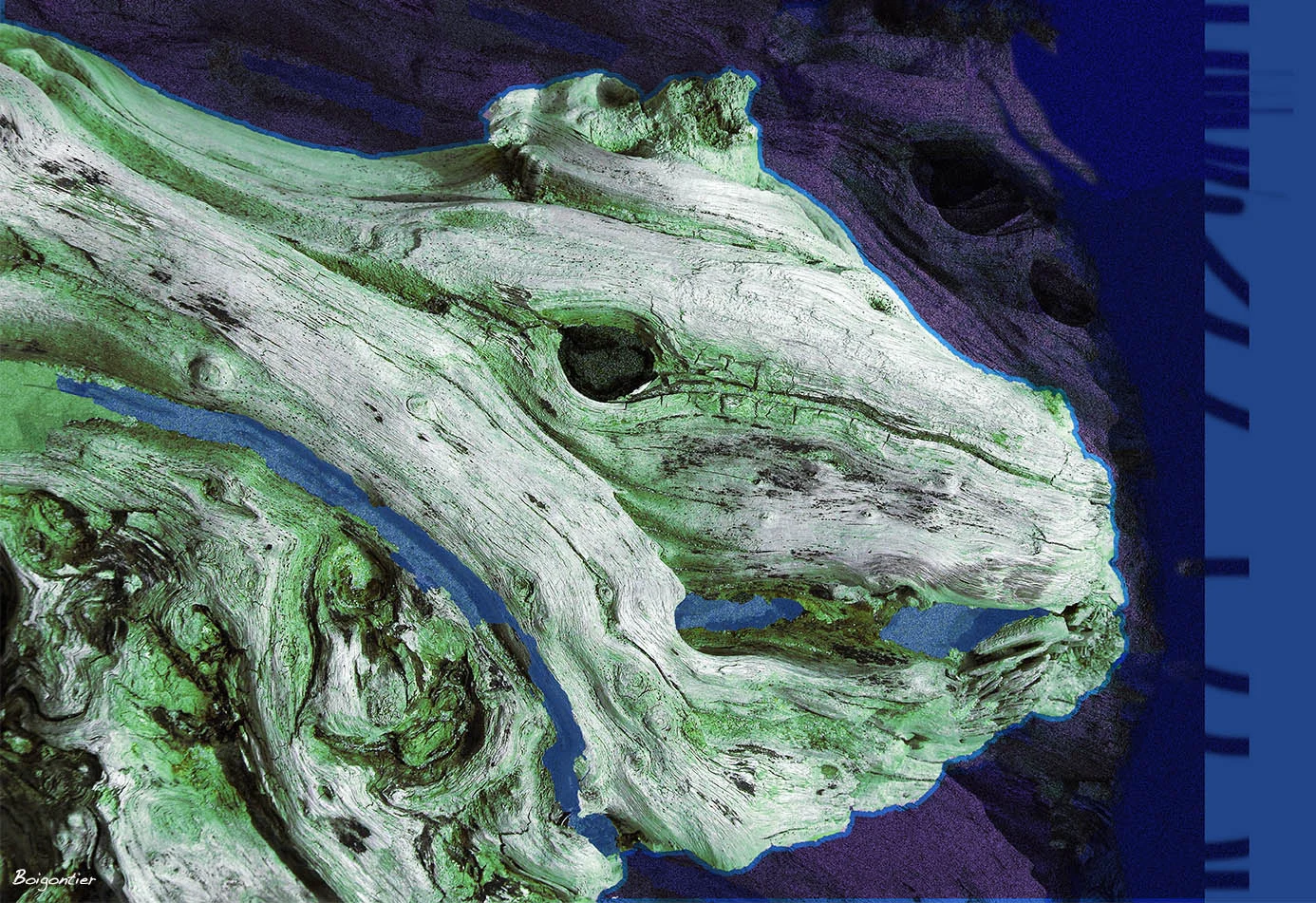 FB Epreuve color112 Iguane 1 BOIG8940.jpg