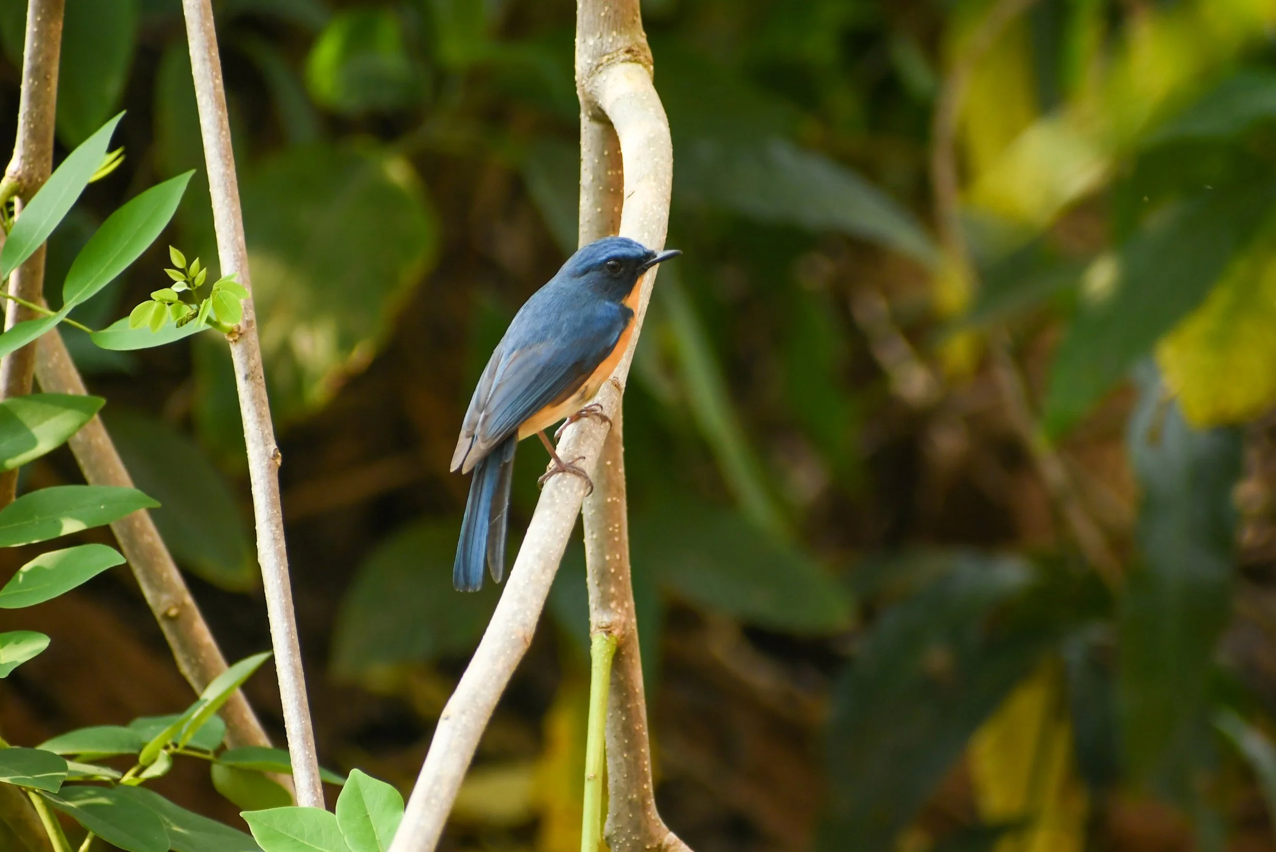 DSC_1006.jpg