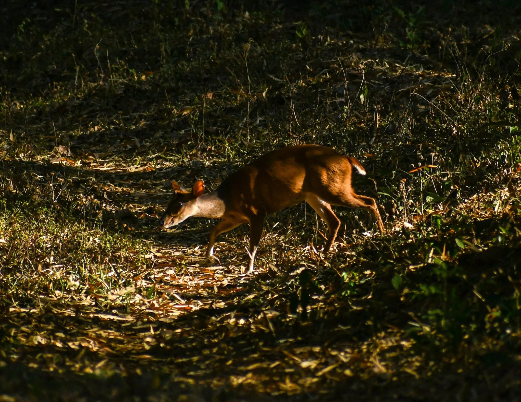 DSC_0524.jpg