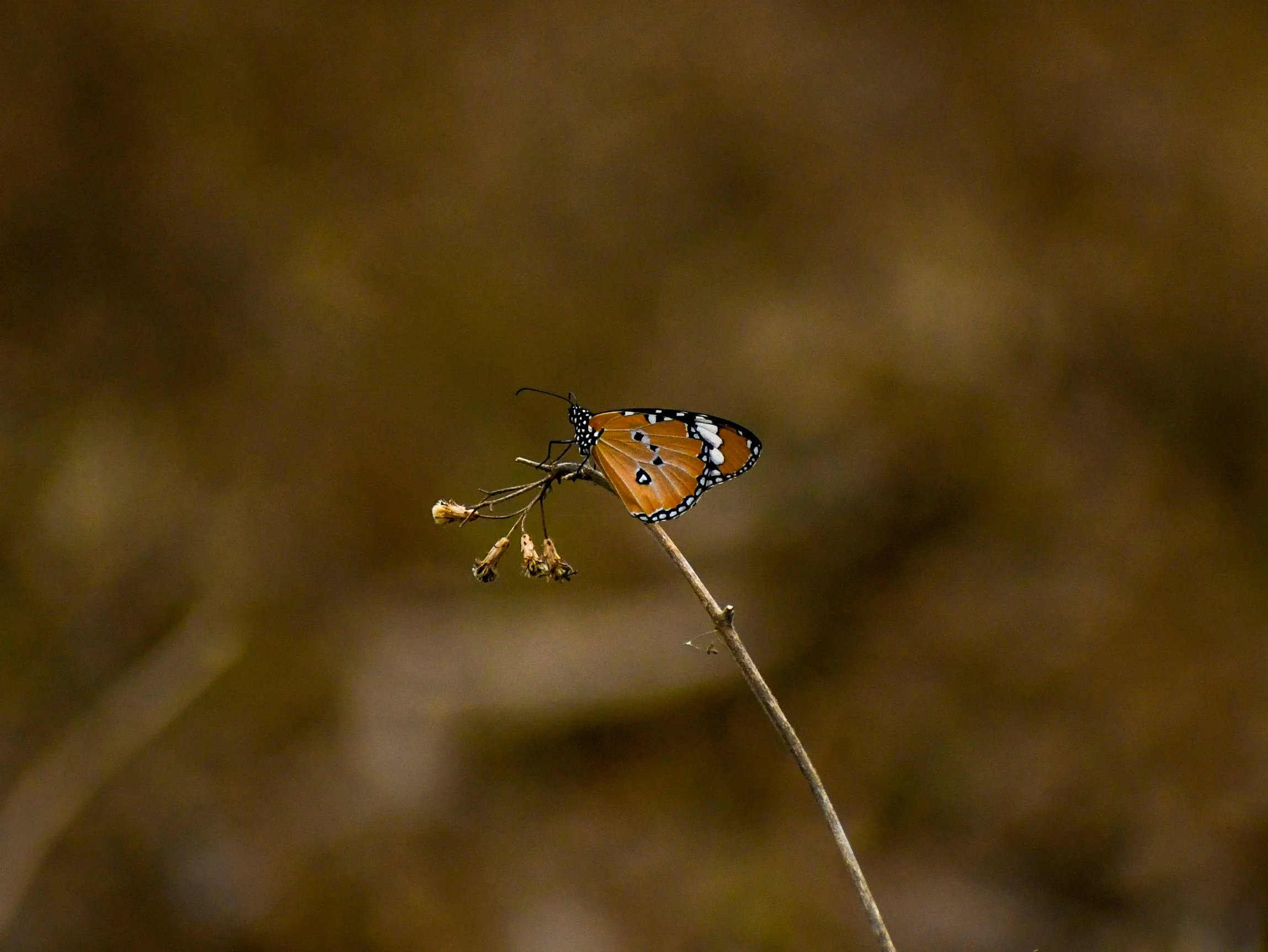 DSC_0484.jpg