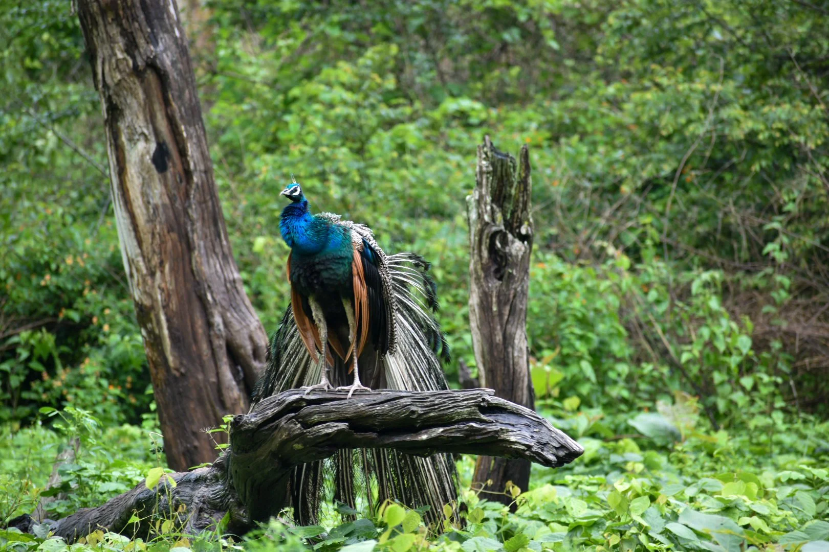 DSC_0013_3.jpg