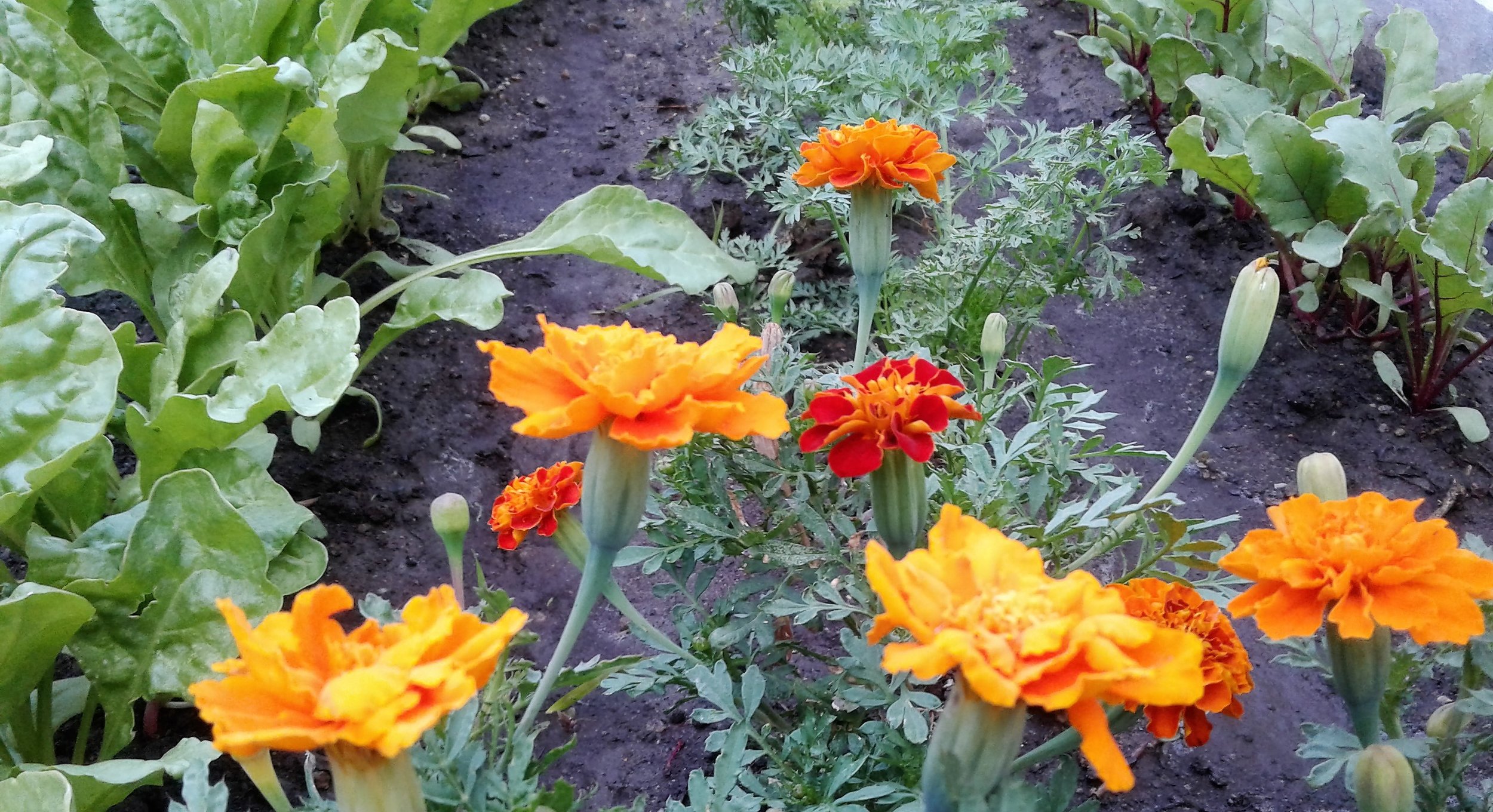 My Garden Goodies 2016 | Left to Right | Swiss Chard, Marigold, Carrots, Beets