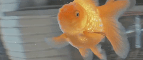 giphy-1.gif