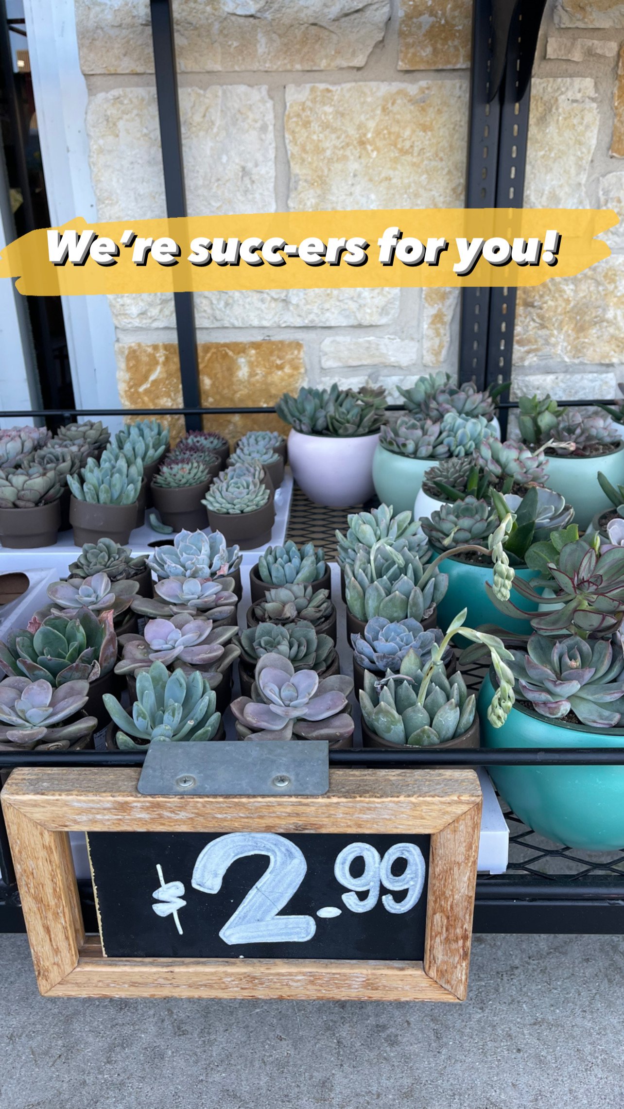 apartment move-in gift ideas succulents