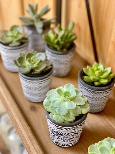  Succulents and tiny plants for the win! Apartment resident appreciation and move-in gifts on a budget. 