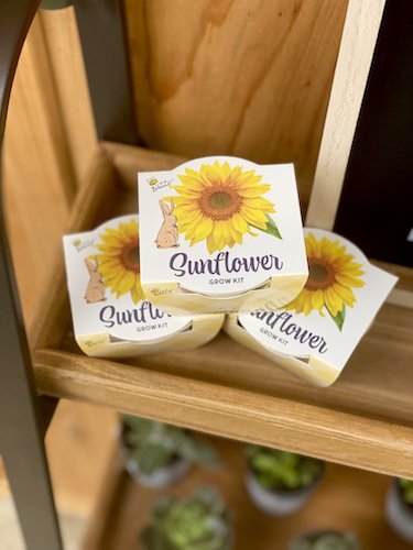 Apartment Resident Gift - Sunflower Grow Kit