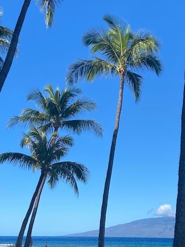 Stock+Photo+Hawaii+Palms.jpg